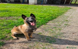 Pastore Belga cani in vendita: Pastore belga a Città metropolitana di Milano - Immagine 2