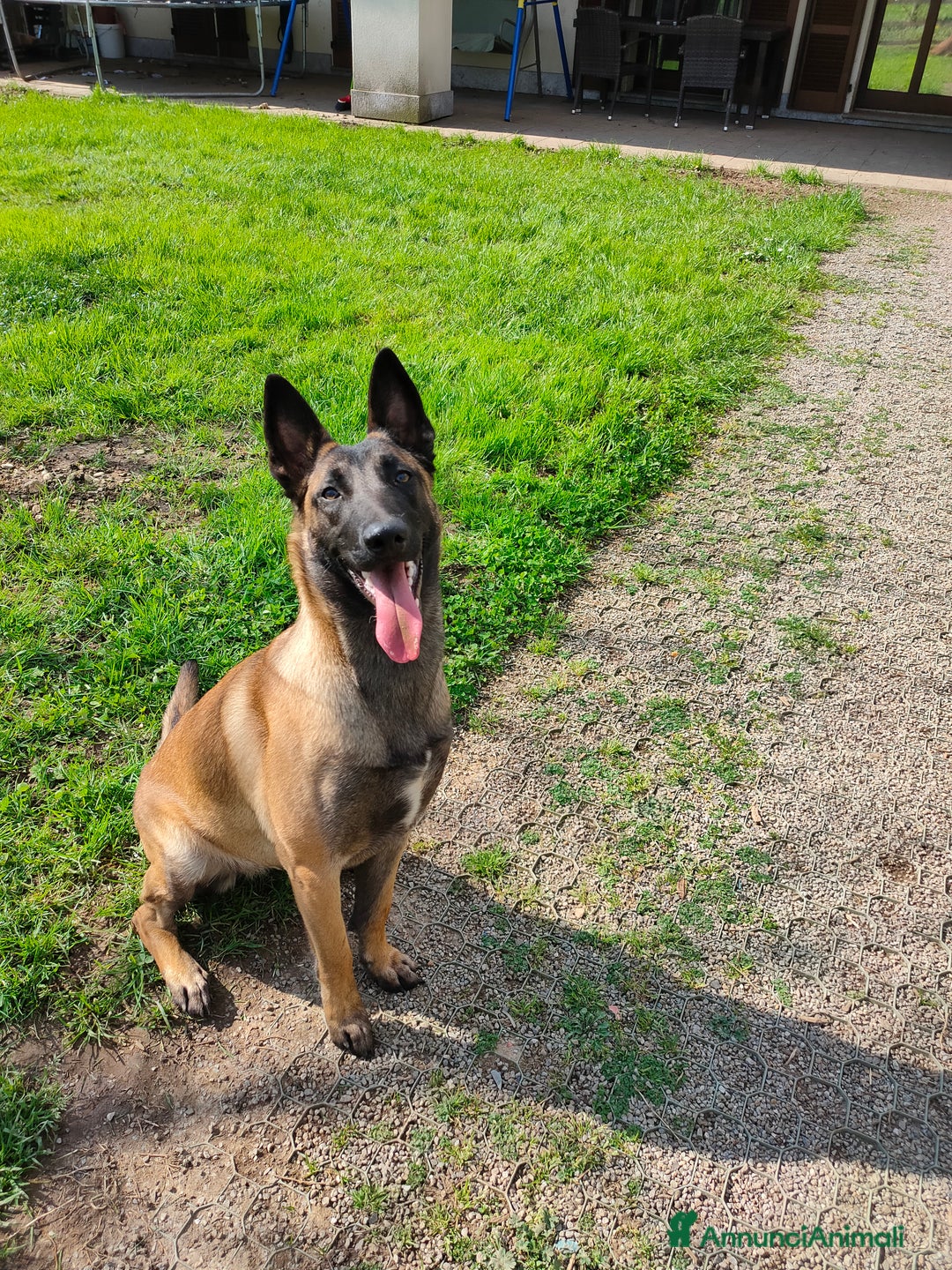 Pastore Belga cani in vendita: Pastore belga a Città metropolitana di Milano - Immagine 2