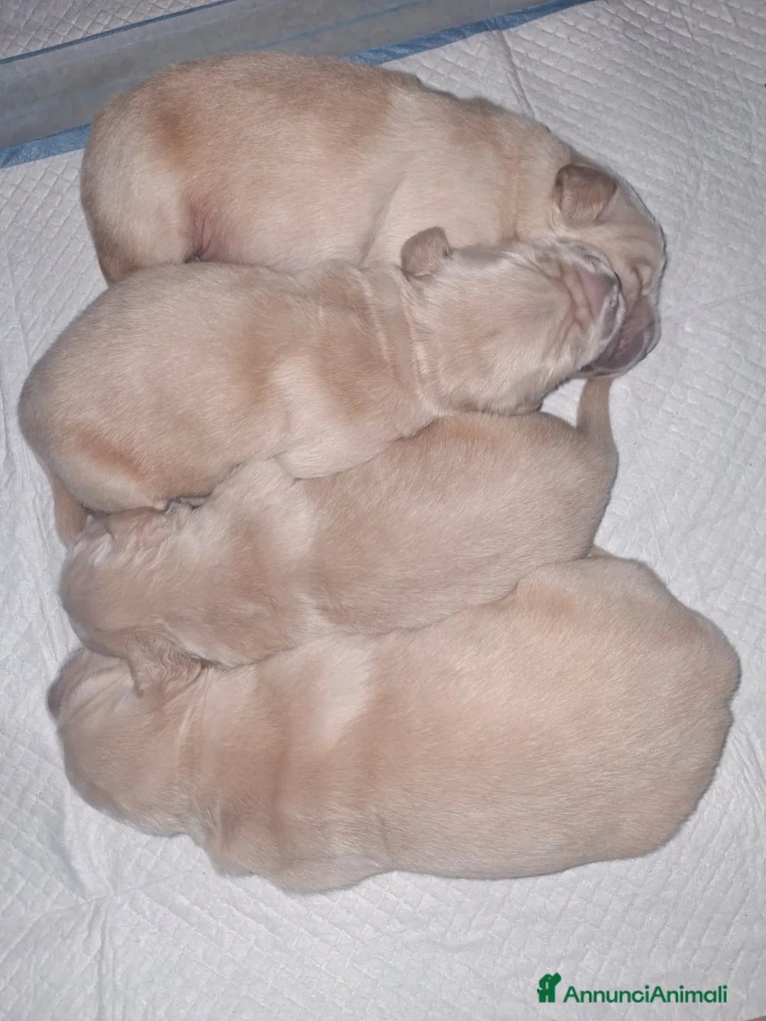 Golden Retriever cani in vendita: Cuccioli di Golden Retriever con Pedegree ENCI  - Annuncio 9