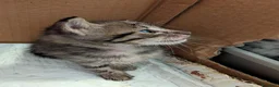 Meticcio gatti in regalo: 4 gattini cercano casa a Giulianova (TE) dintorni - Annuncio 2