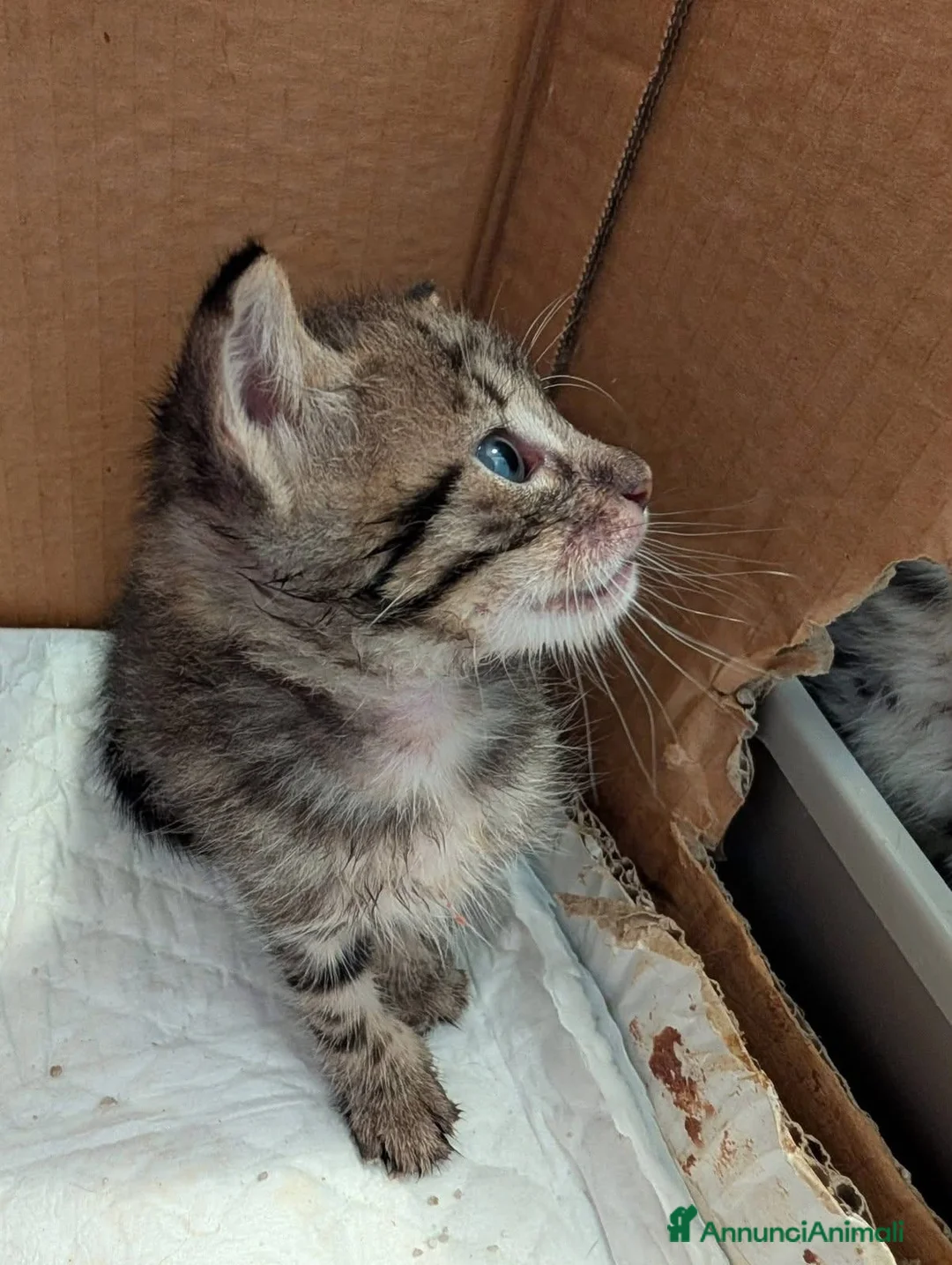Meticcio gatti in regalo: 4 gattini cercano casa a Giulianova (TE) dintorni - Annuncio 2