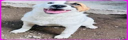 Meticcio cani in regalo: MASCHERINA giovane simpaticona - Annuncio 2