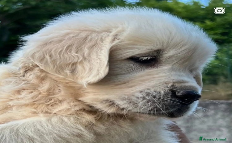 Golden Retriever cani a Provincia di Ancona - Annuncio 16