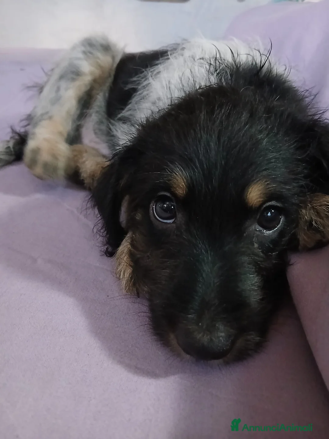 Meticcio cani in vendita: Durlindano - Annuncio 1