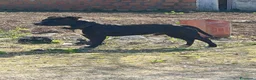Staffordshire cani in vendita: Cuccioli di Staffordshire Bull Terrier disponibili a Libero consorzio comunale di Agrigento - Annuncio 9