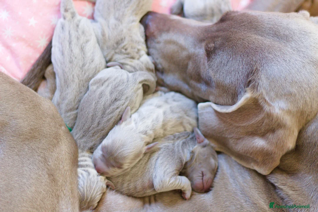 Weimaraner cani in vendita: Cuccioli di Weimaraner  - Annuncio 3