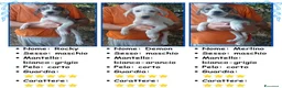 Pastore Asia Centrale cani in vendita: Cuccioli Cane da Pastore dell'Asia Centrale - Annuncio 6