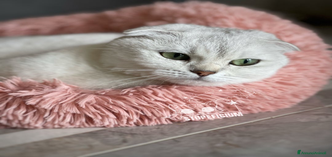 Immagine della galleria {{count}}