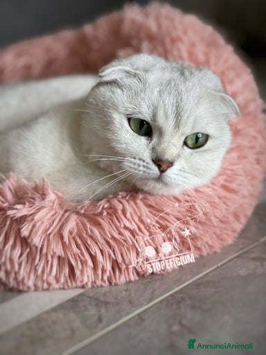 Immagine della galleria {{count}}