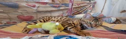 Bengala gatti in vendita: Cucciole Bengala brown a Città Metropolitana di Torino - Annuncio 6