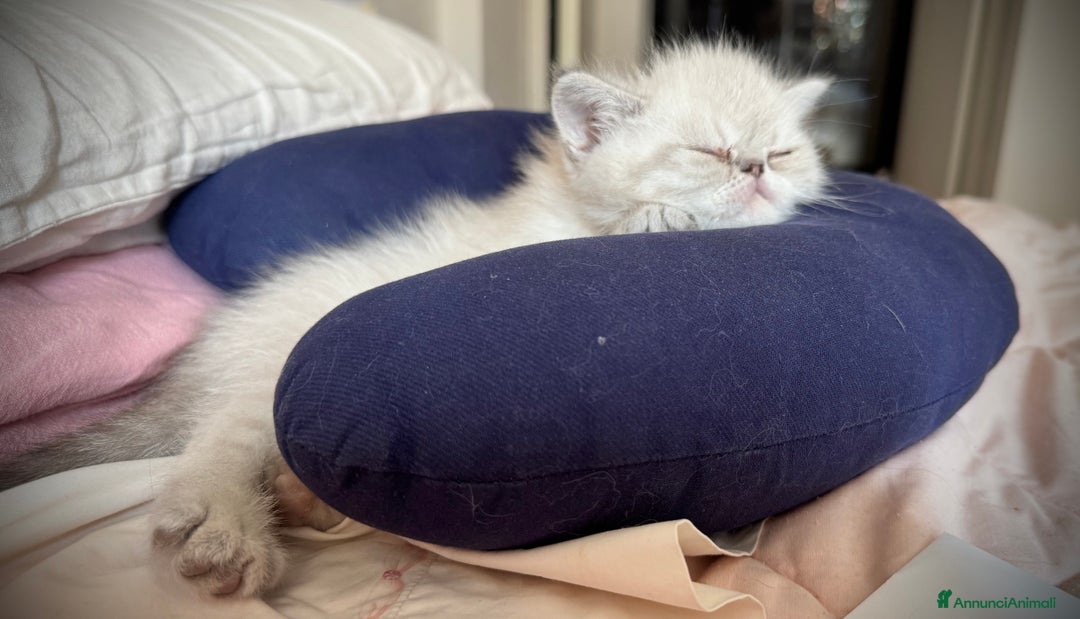 Exotic Shorthair gatti in vendita: CUCCIOLO EXOTIC Blu TabbyPoint-PREZZO INTERESSANTE a Provincia di Verona - Immagine 8