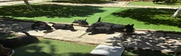 Scottish Terrier cani in vendita: Scottish terrier - Annuncio 3