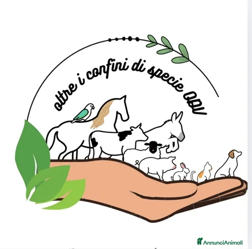 Immagine della galleria {{count}}