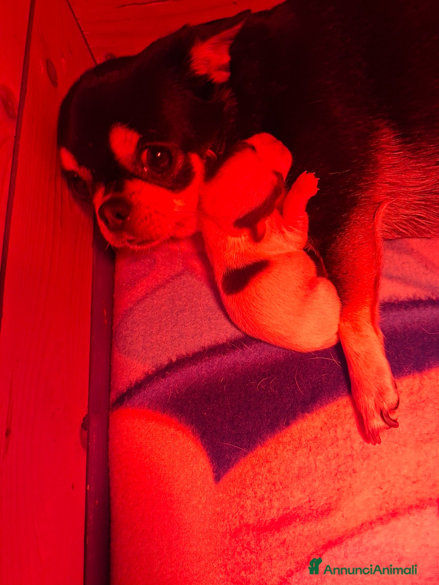 Chihuahua cani Femmine chihuahua  - Annuncio 3