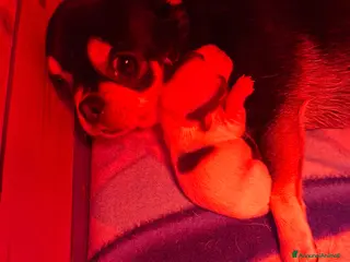 Chihuahua cani Femmine chihuahua - Annuncio 3