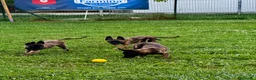 Pastore Olandese cani in vendita: Cuccioli di pastore olandese con pedigree - Annuncio 5
