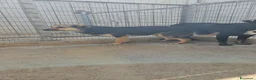 Meticcio cani in regalo: Andrea: 2 anni, timido e dolce - Annuncio 3
