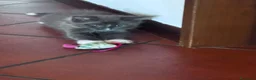Maine Coon gatti in vendita: Cuccioli di Maine coon - Annuncio 6