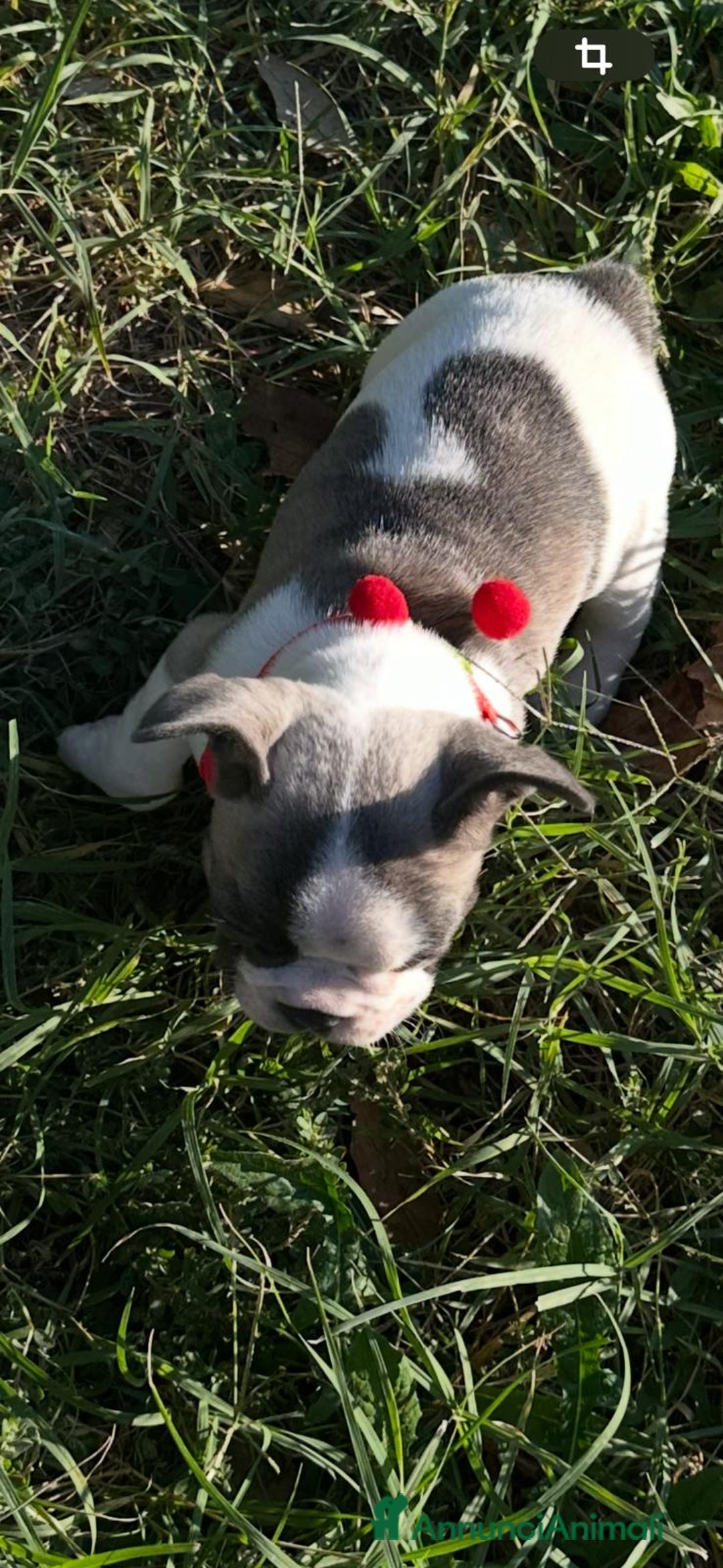 Bulldog Francese cani in vendita: Bulldog francese femmina  - Annuncio 5