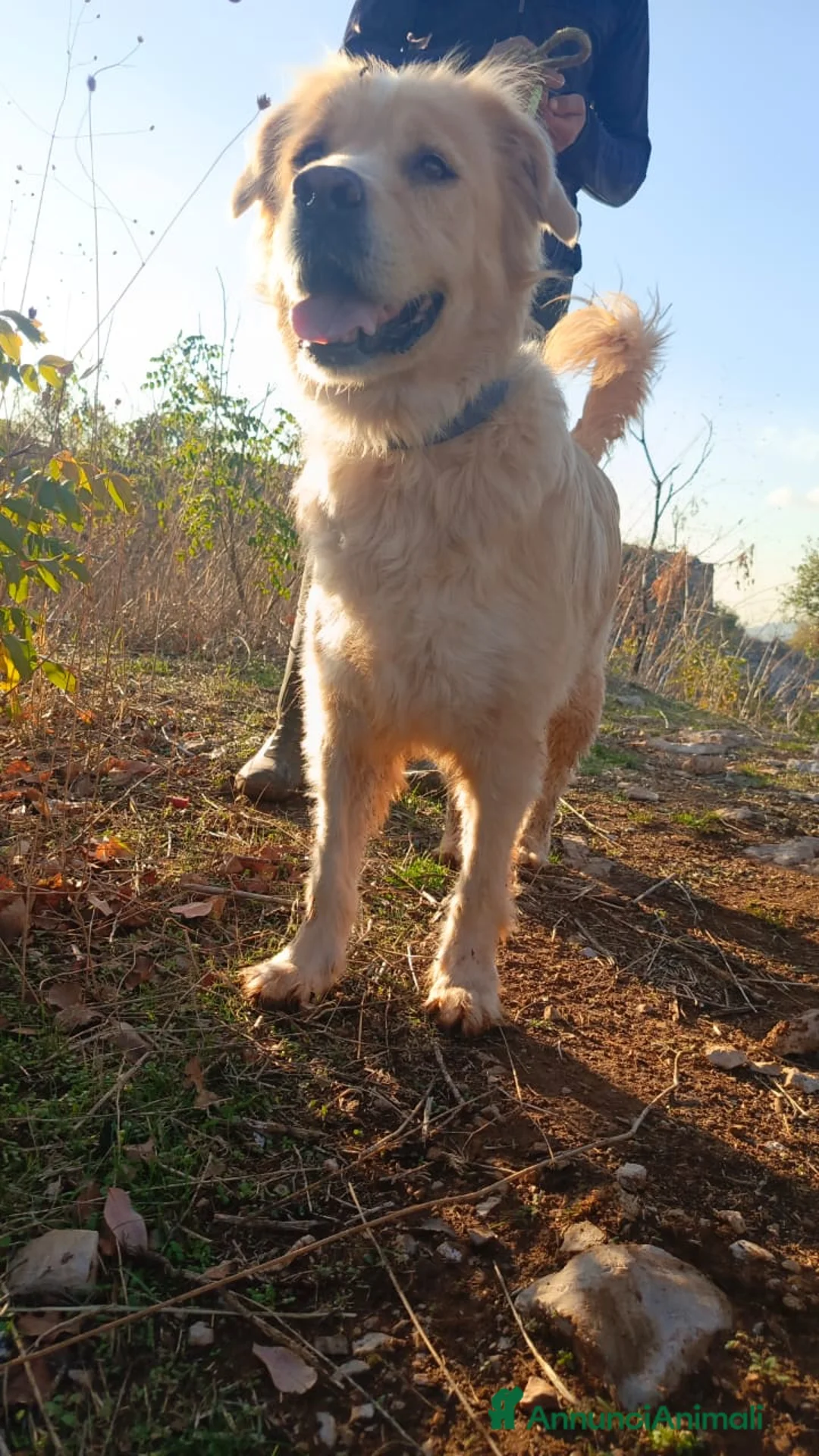 Meticcio cani in regalo: River, un amore di simil Golden Retreiver - Annuncio 3