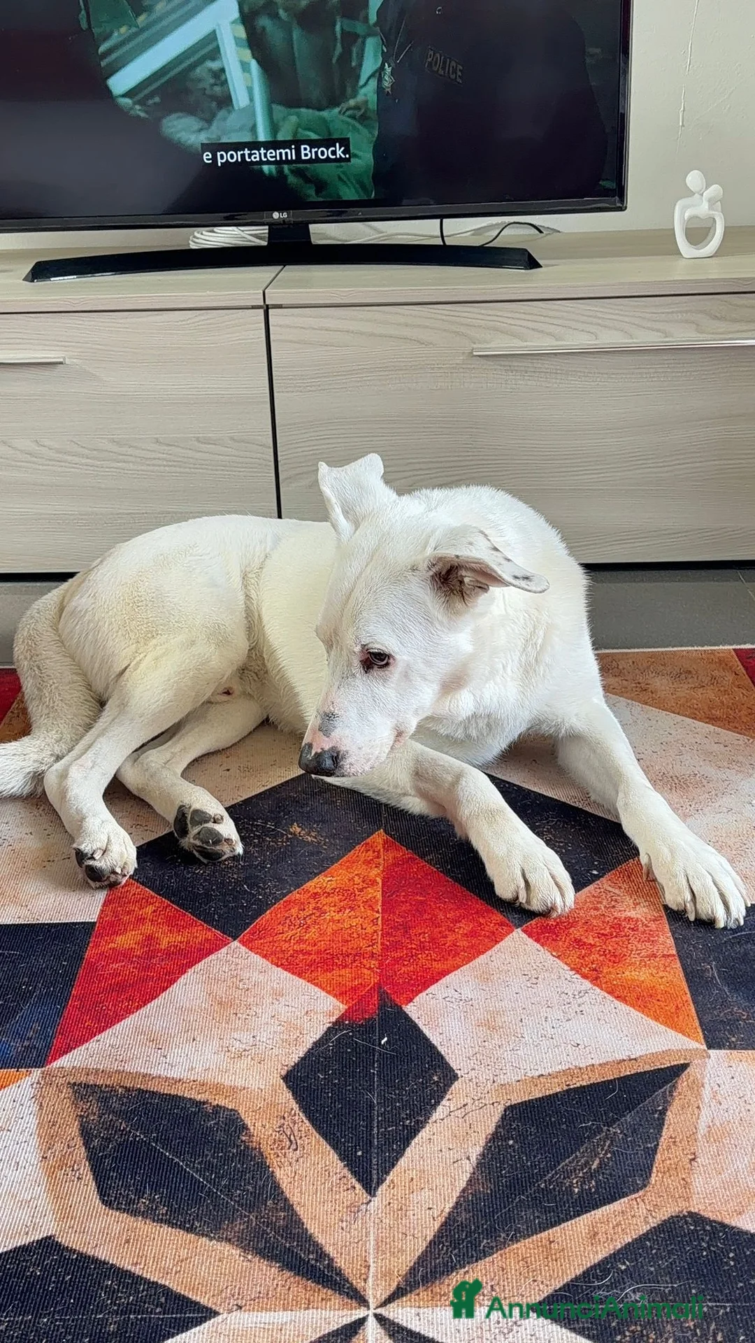 Meticcio cani in regalo: CAGNOLINO ANZIANO a Provincia di Piacenza - Annuncio 2