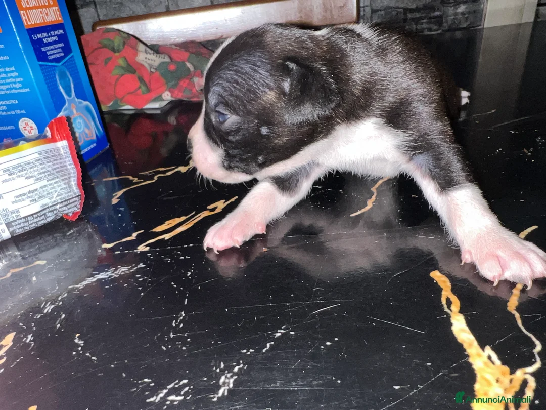 Staffordshire cani in vendita: Staffordshire bul terrier - Annuncio 3