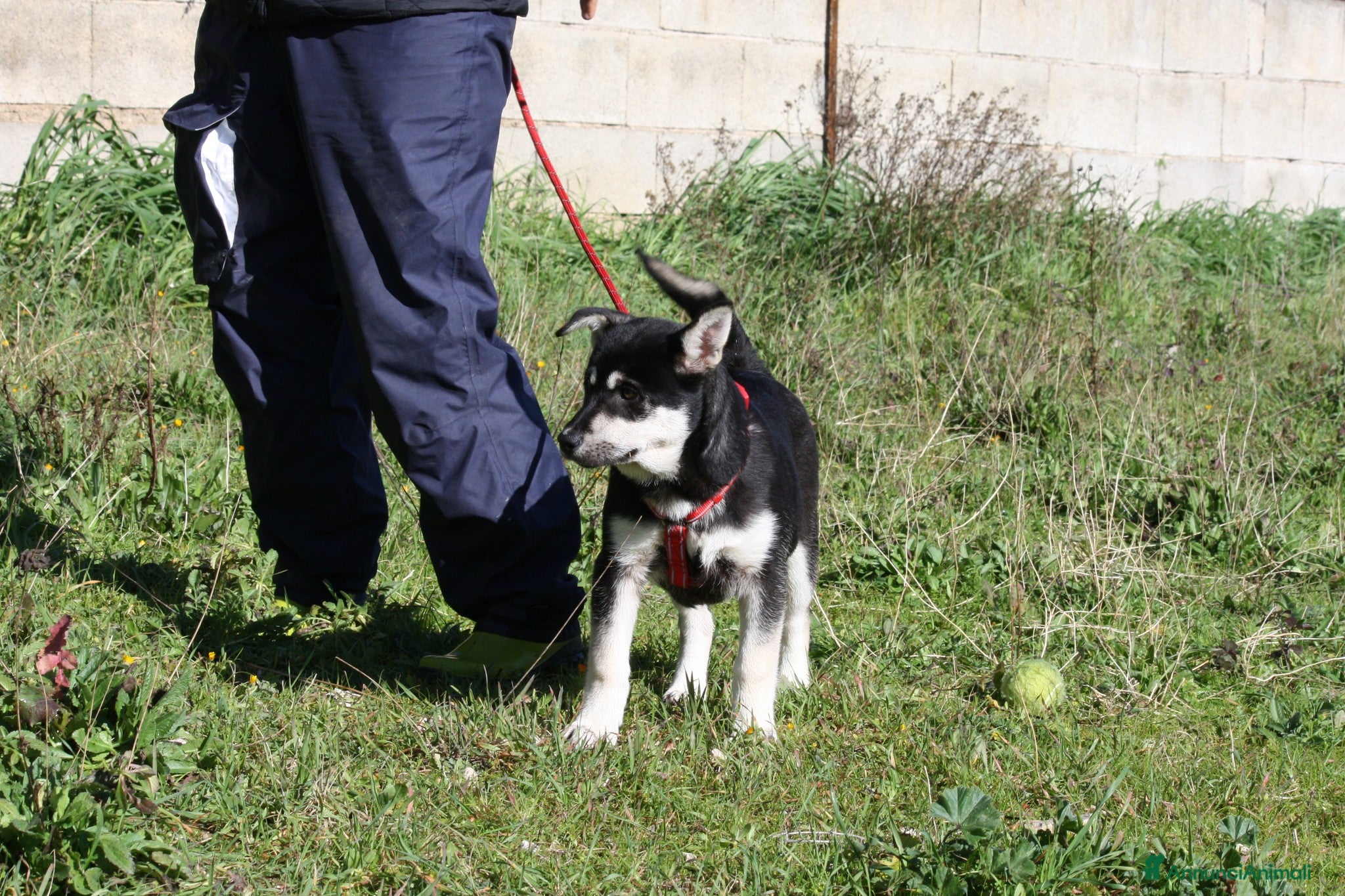 Meticcio cani Matilde mix pastorina in adozione  - Annuncio 1
