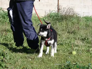 Meticcio cani Matilde mix pastorina in adozione - Annuncio 11