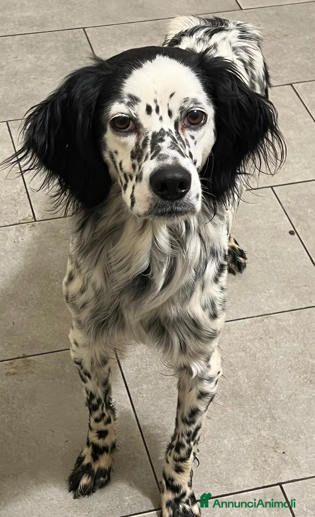 Setter Inglese cani in regalo: SALLY dolcissima setterina - Annuncio 2