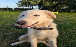 Pastore Maremmano cani in regalo: Meraviglioso blue - Immagine 3