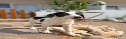 Meticcio cani in regalo: Gary 4mesi occhi grigi,tg media in arrivo a MILANO - Annuncio 2