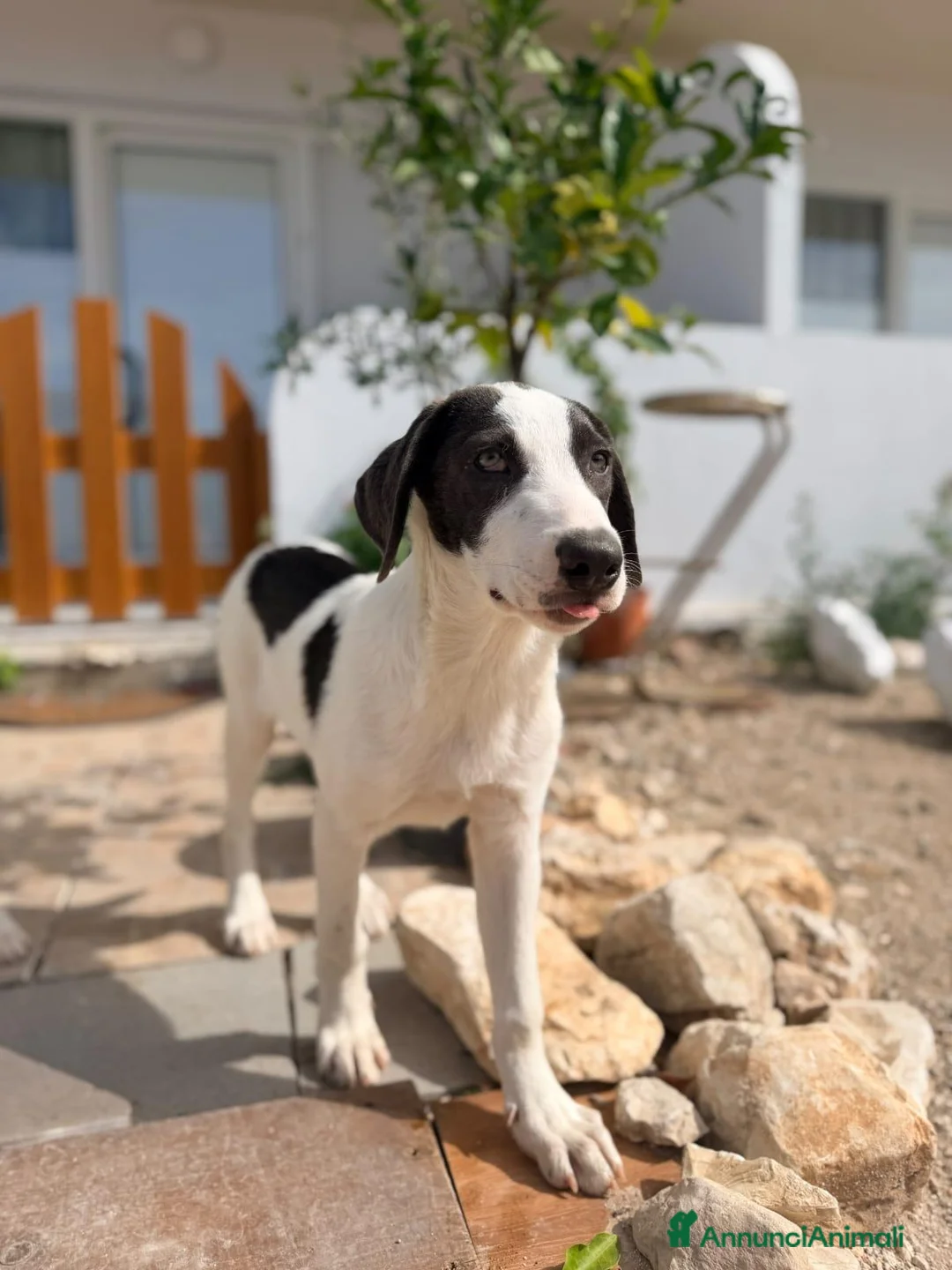 Meticcio cani in regalo: Gary 4mesi occhi grigi,tg media in arrivo a MILANO - Annuncio 2