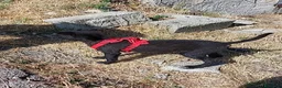 Meticcio cani in regalo: Robin - Annuncio 4
