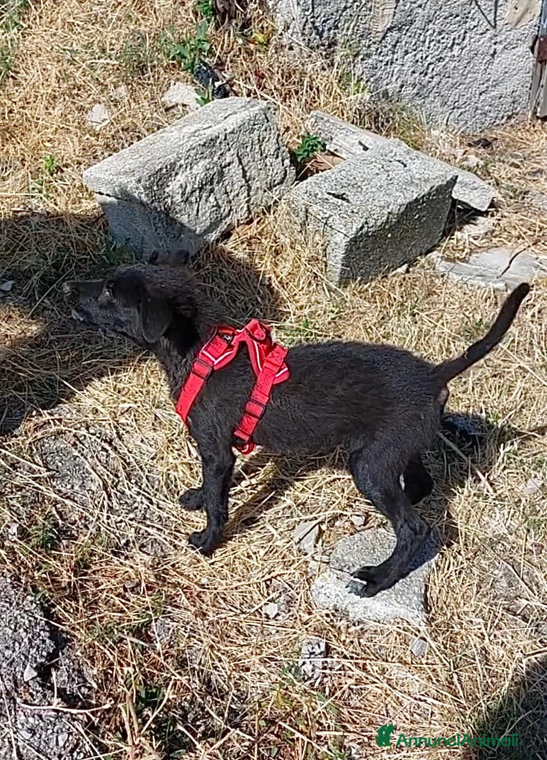 Meticcio cani in regalo: Robin - Annuncio 4