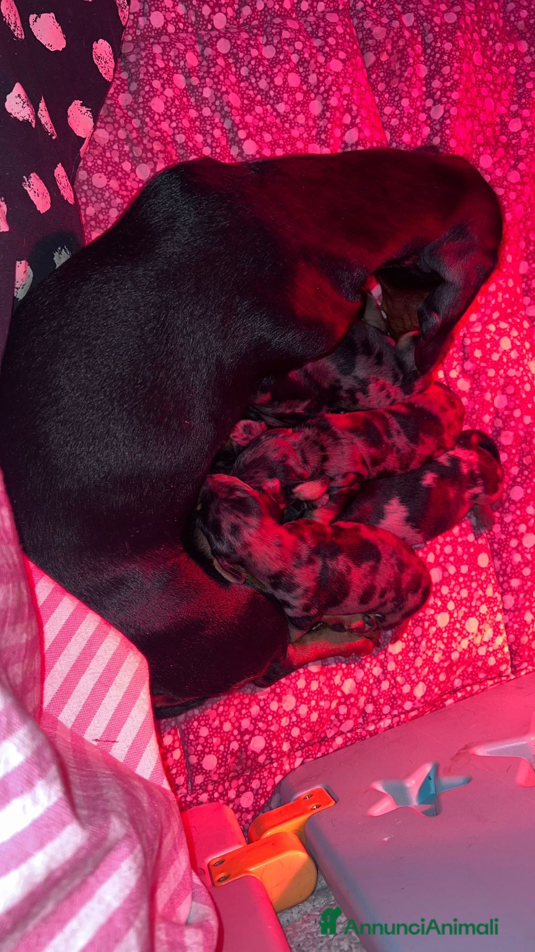 Bassotto cani in vendita: cucciole di bassotto nano a pelo corto  - Annuncio 3