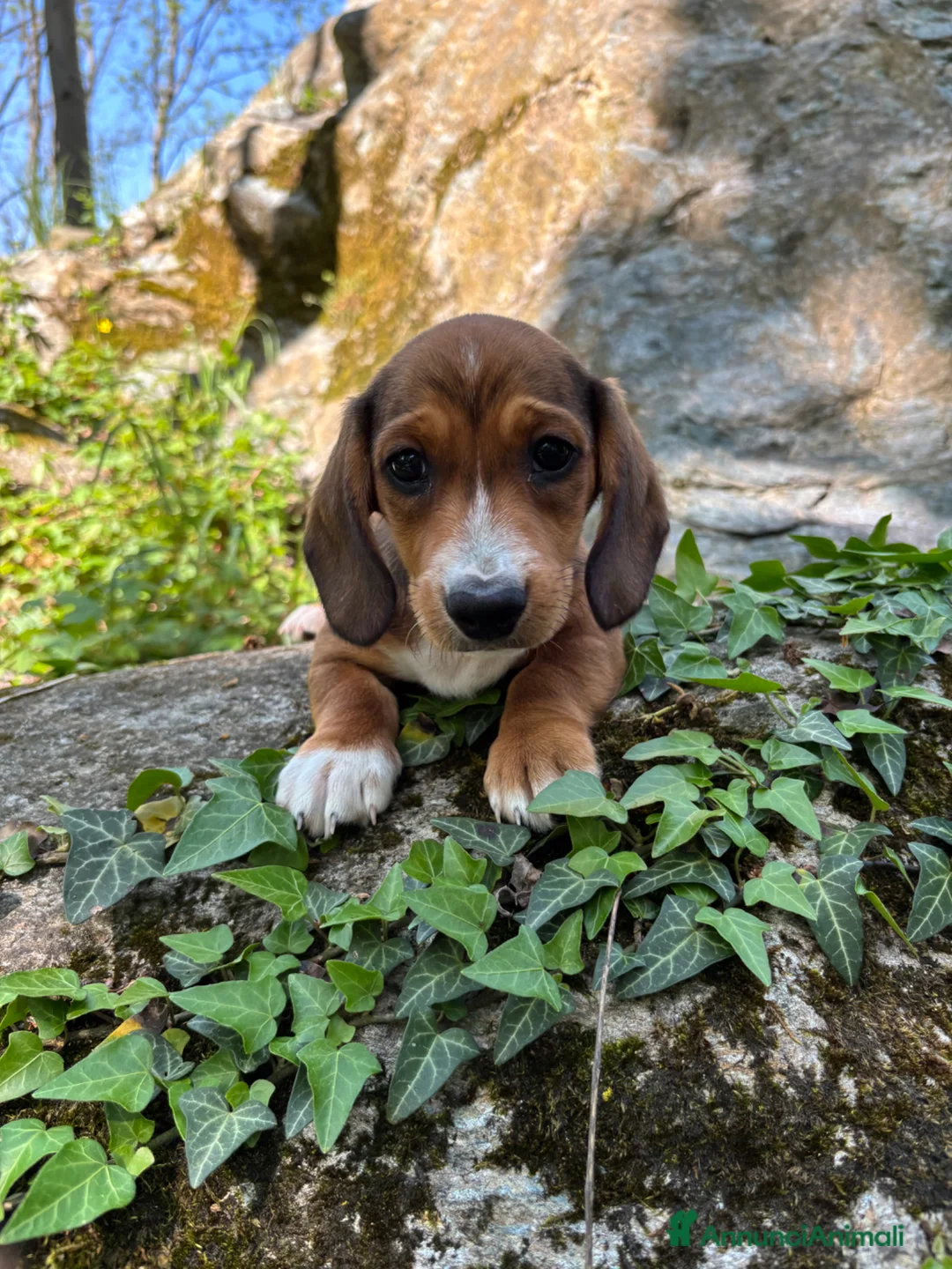 Bassotto cani in vendita: Bassotto nano  - Annuncio 1