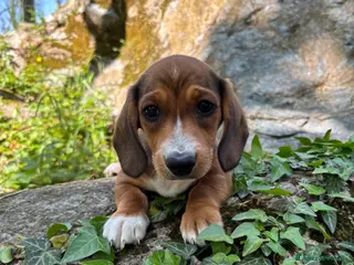 Bassotto cani Bassotto nano - Annuncio 4