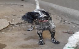 Setter Inglese cani in regalo: SETTERINA PERLA - Immagine 3