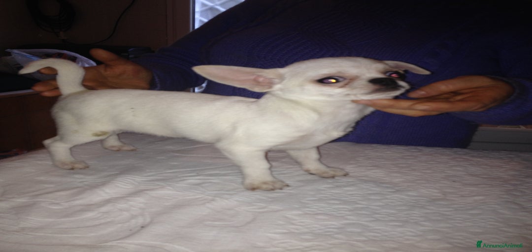 Immagine della galleria {{count}}