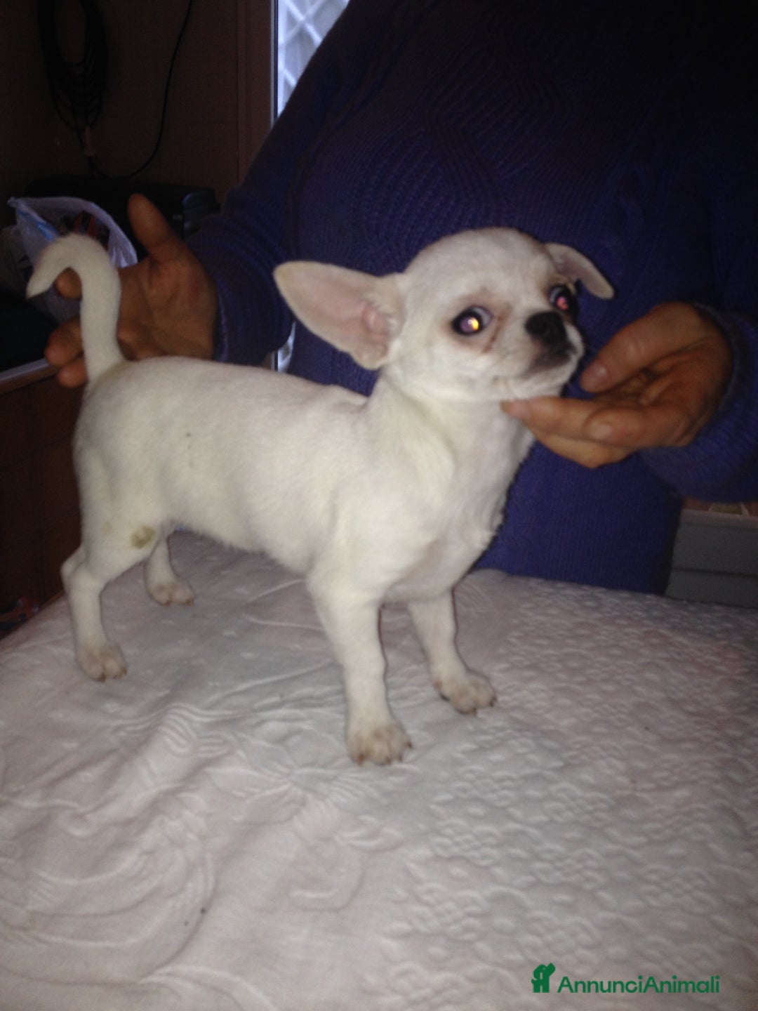 Immagine della galleria {{count}}