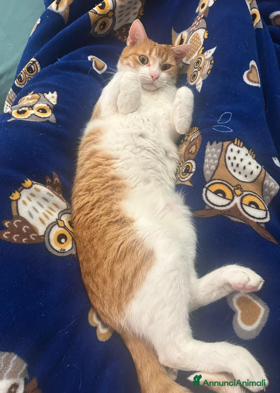 Europeo gatti in regalo: EMY e JAMIE, dolci mici in adozione! - Annuncio 7