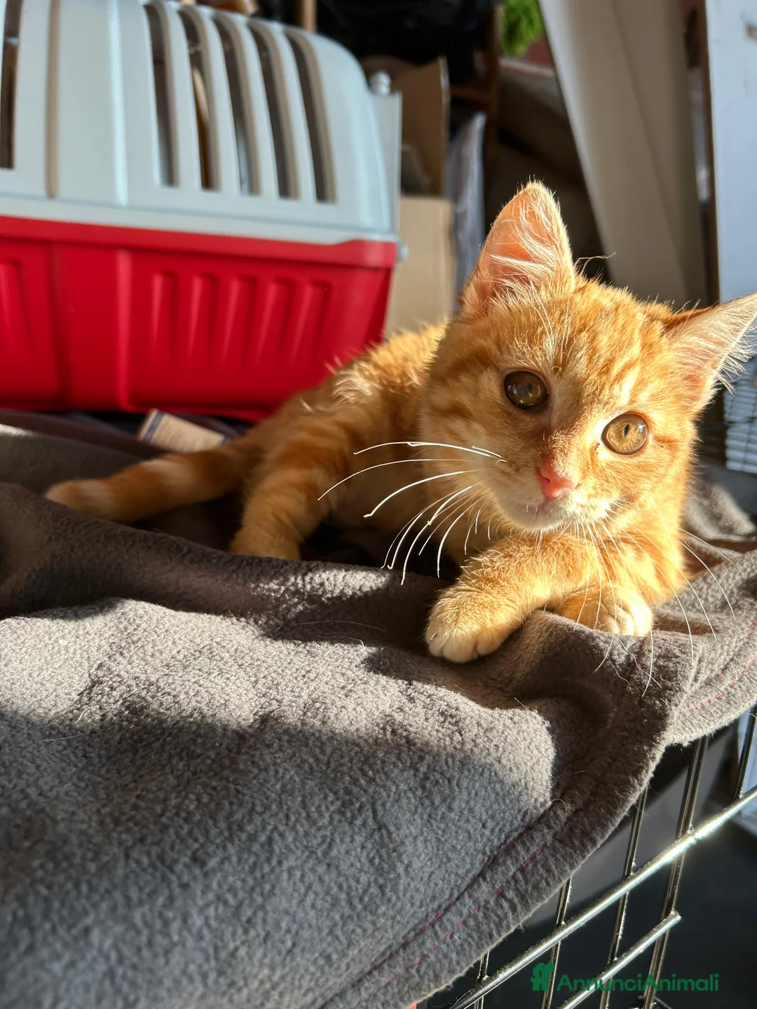 Europeo gatti in regalo: STRILLO CERCA CASA ❤️ - Annuncio 4