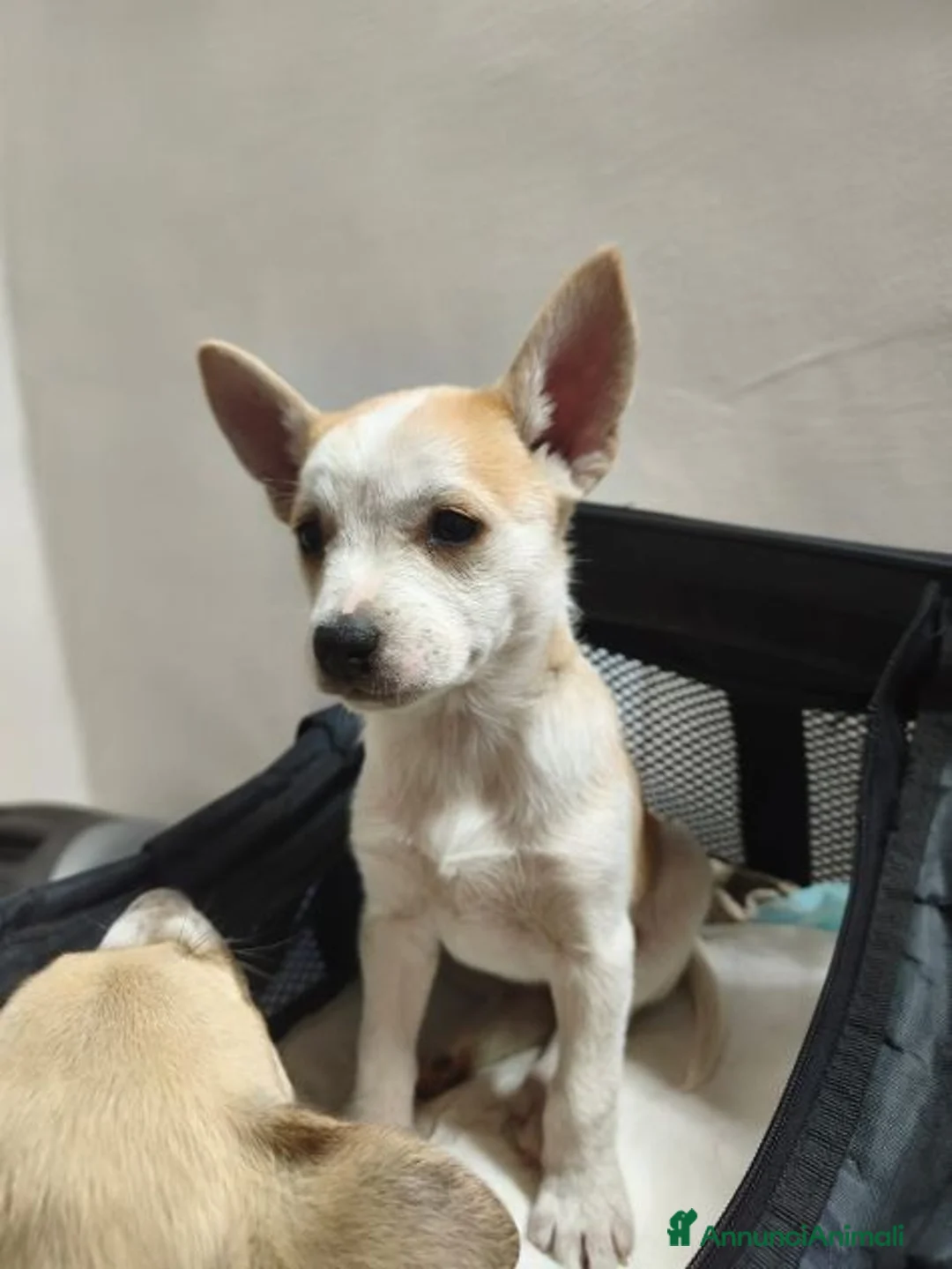 Meticcio cani in regalo: SOLE bellissima dolce cucciola tg contenuta - Annuncio 5