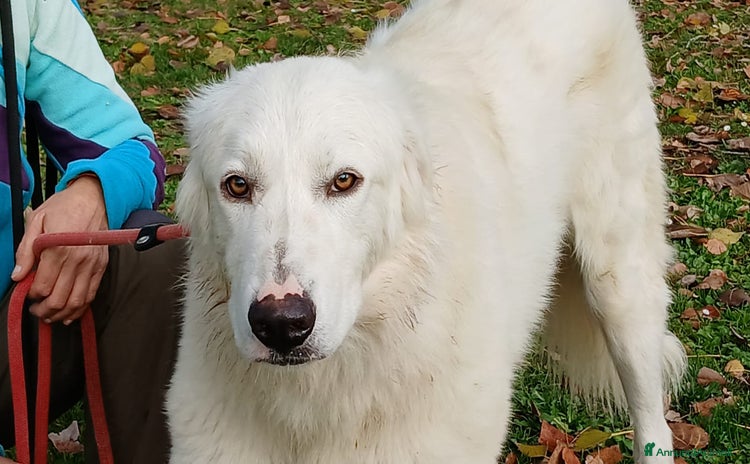 Meticcio cani a Città metropolitana di Roma Capitale - Annuncio 8