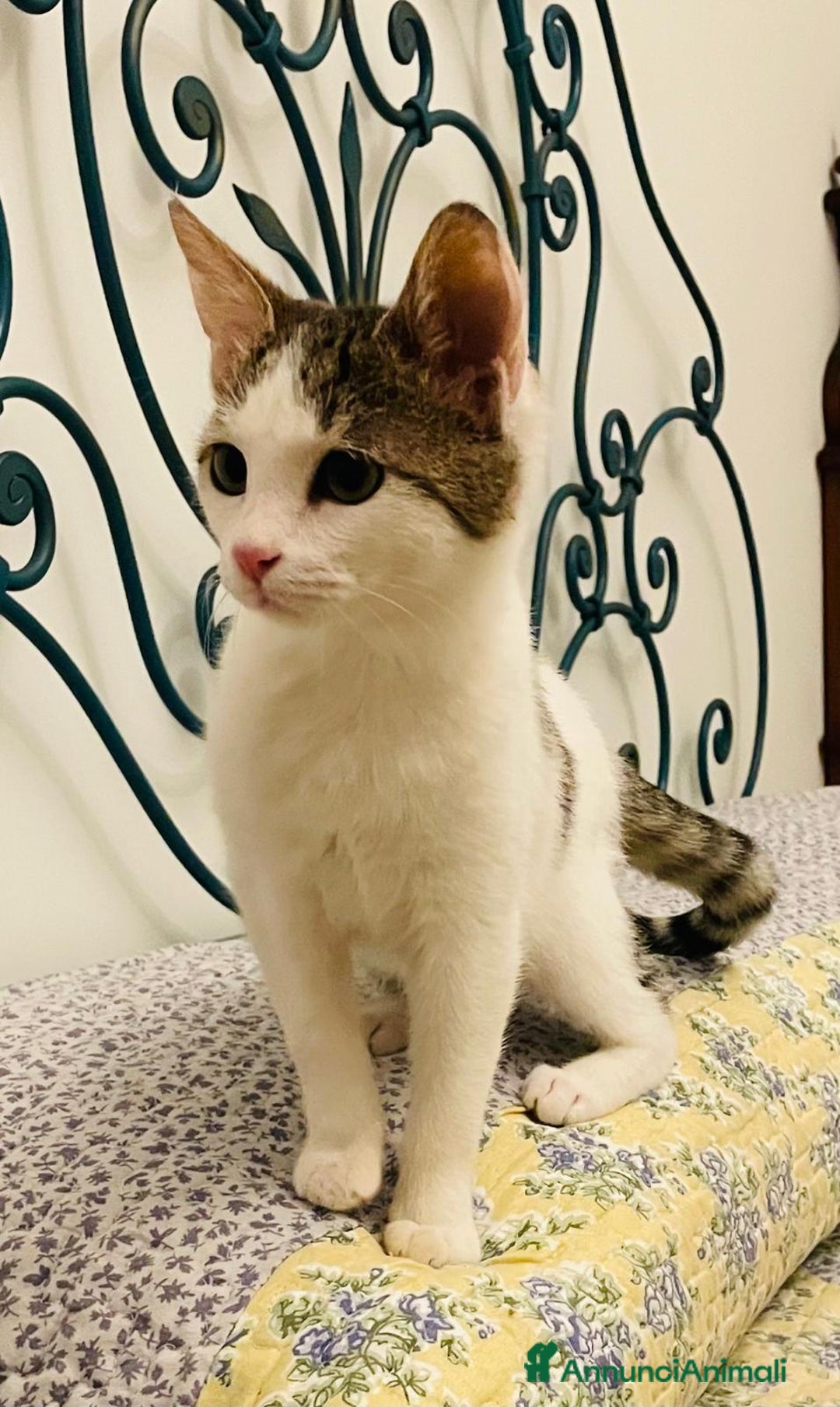 Europeo gatti in regalo: Gattina di 3 mesi - Annuncio 9