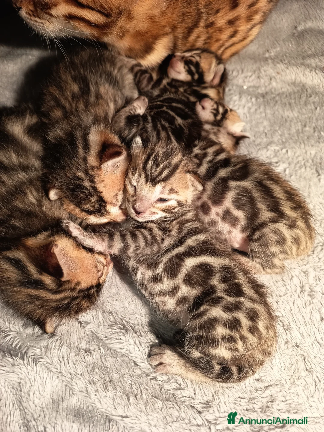 Bengala gatti in vendita: meravigliosi feminucce  - Annuncio 1