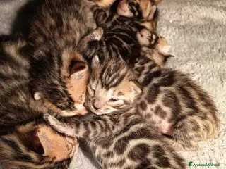 Bengala gatti meravigliosi feminucce - Annuncio 3