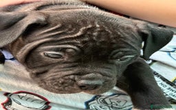 American Staffordshire cani in vendita: Cuccioli Amstaff neri a Città metropolitana di Milano - Immagine 6