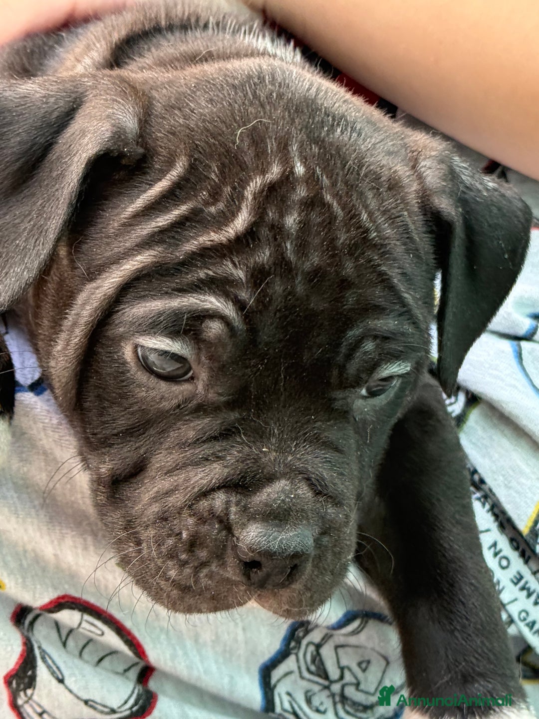 American Staffordshire cani in vendita: Cuccioli Amstaff neri a Città metropolitana di Milano - Immagine 6