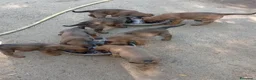 Pastore Belga cani in vendita: Malinois cuccioli - Annuncio 3
